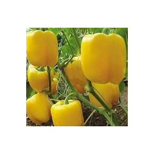 Plant de poivron jaune