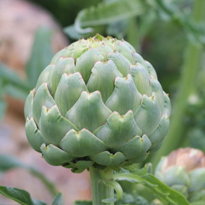 Plant vivace artichaut