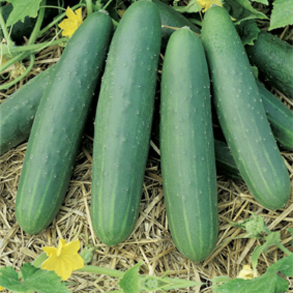 Plant concombre le gnreux - 1 u - Le Jardin Des Planchelles - Locavor.fr