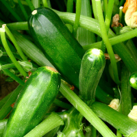 Plant courgette verte de milan