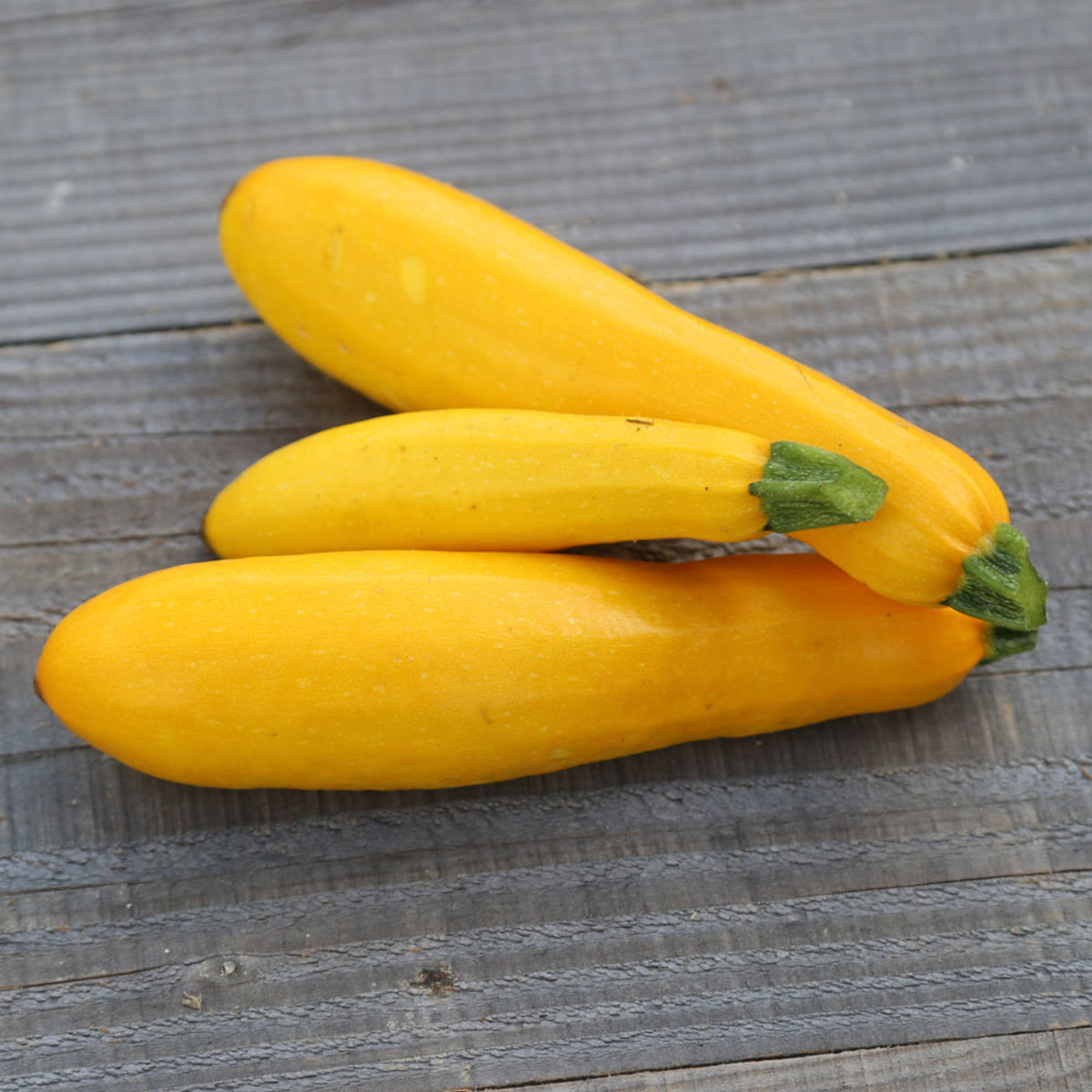 Plant Courgette Jaune Gold Rush 1 U Le Jardin Des Planchelles