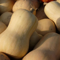 Plant courge butternut