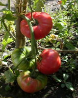 Plant tomate - 1884