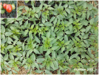 Plant tomate - amish paste (type roma)