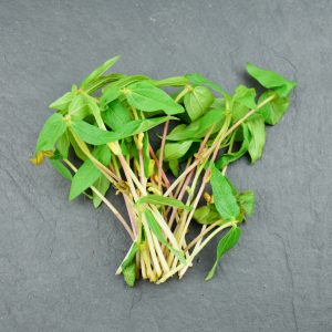 Micro-pousses d'haricot mungo