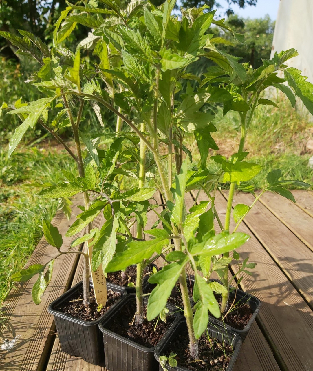 Plant De Tomate Prix