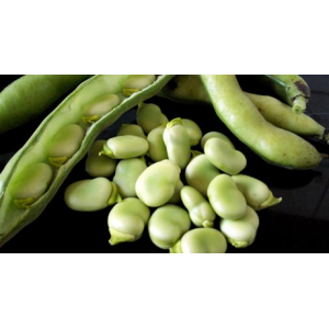 Fève fraiche à écosser