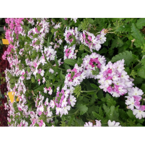 Verveine bleu & blanc