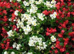 Begonia nain rouge