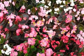 Begonia nainfeuille pourpre blanc