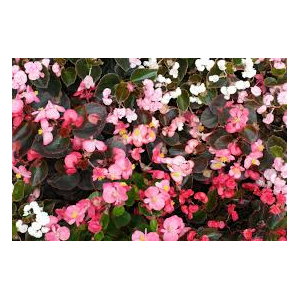 Begonia nainfeuille pourpre rouge