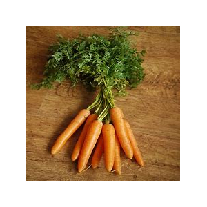 Carotte primeur