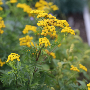 Plant vivace tanaisie