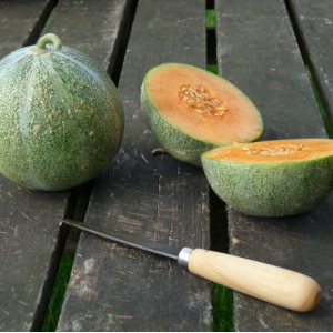 Plant melon petit gris de rennes