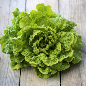 Plants de batavia blonde