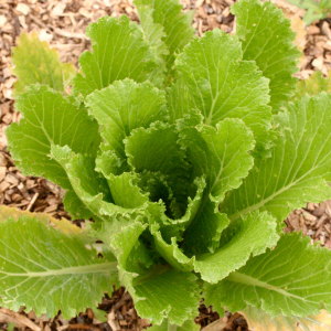 Plants de chou de chine pé-tsai