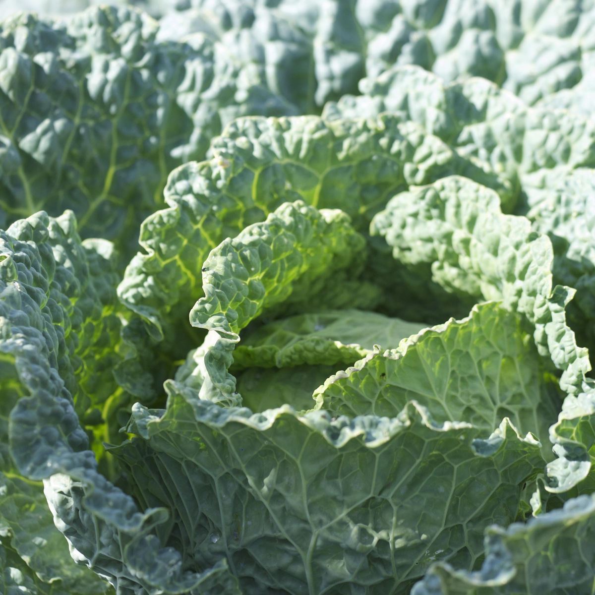 Plants de chou frisé de milan - 5 u - Le Jardin Des Planchelles ...
