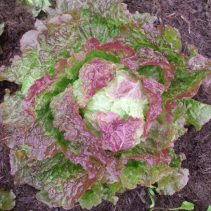 Plants de batavia rouge