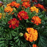 Plant fleur oeillets d'inde