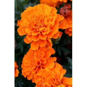 œillet d'inde fleurs orange