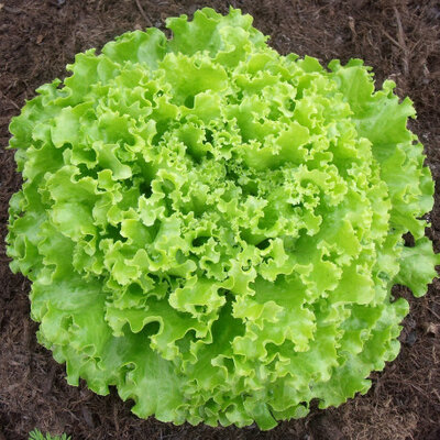 Salade verte bio