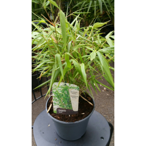 Bambous fargesia non traçants