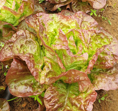 Salade feuille de chêne vert ou rouge