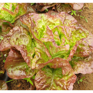 Salade feuille de chêne vert ou rouge