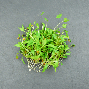 Micro-pousses de coriandre