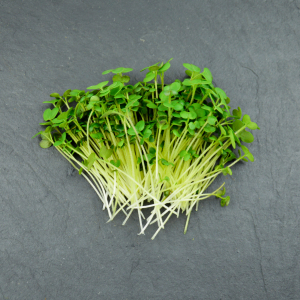 Micro-pousses de moutarde