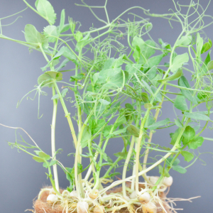 Micro-pousses de pois