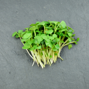 Micro-pousses de radis noir