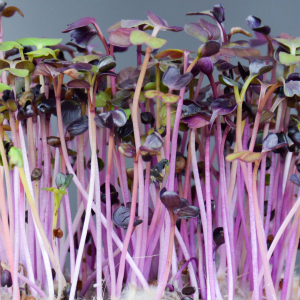 Micro-pousses de radis pourpre