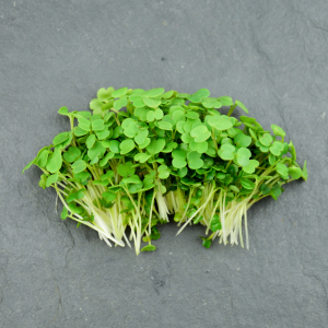 Micro-pousses de roquette