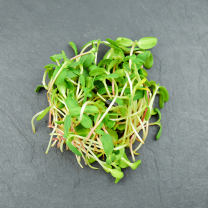 Micro-pousses de tournesol