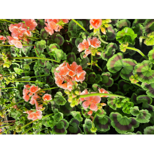 Geranium zonal saumon