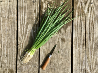 Oignons ciboule botte