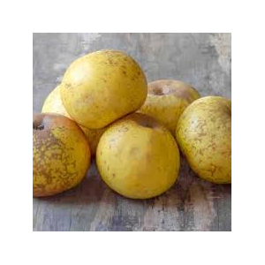 Reinette armorique bio