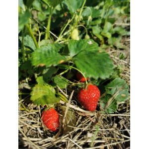 Fraises bio
