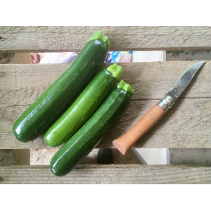 Courgettes primeurs