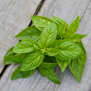 Plant aromatique basilic grand vert