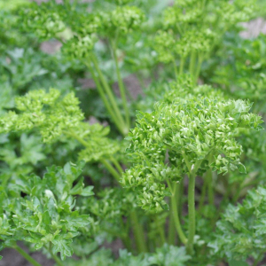 Plant aromatique persil frisé