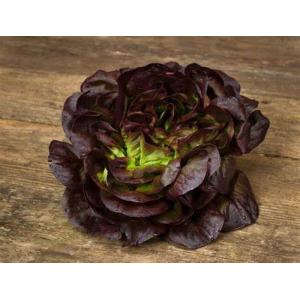 Salanova rouge (la pièce)