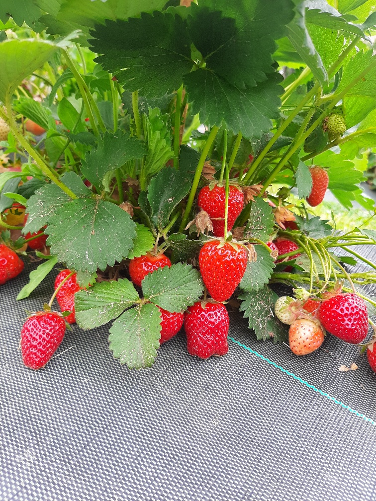 Barquette de 250g de fraise 250 g Les Jardins De Fayet Locavor.fr