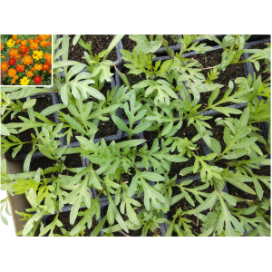Plant cosmos