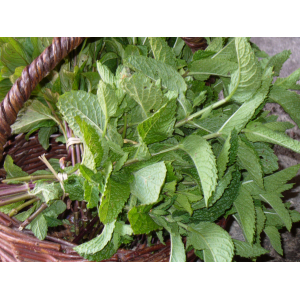 Bouquet de menthe