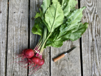 Betterave chioggia botte