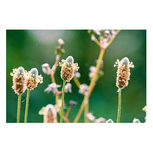 Transit doux - tisane médicinale