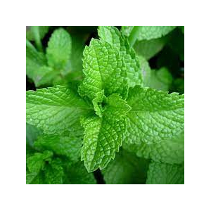 Menth'euse - infusion life