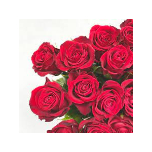 Rock and rose - infusion life